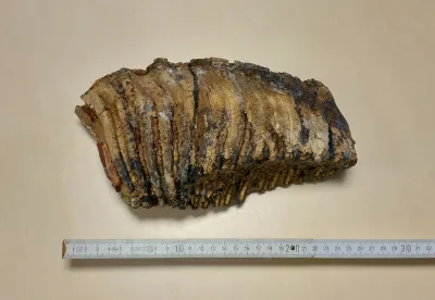 Mammutmolar vor Lineal (26 cm Lang)